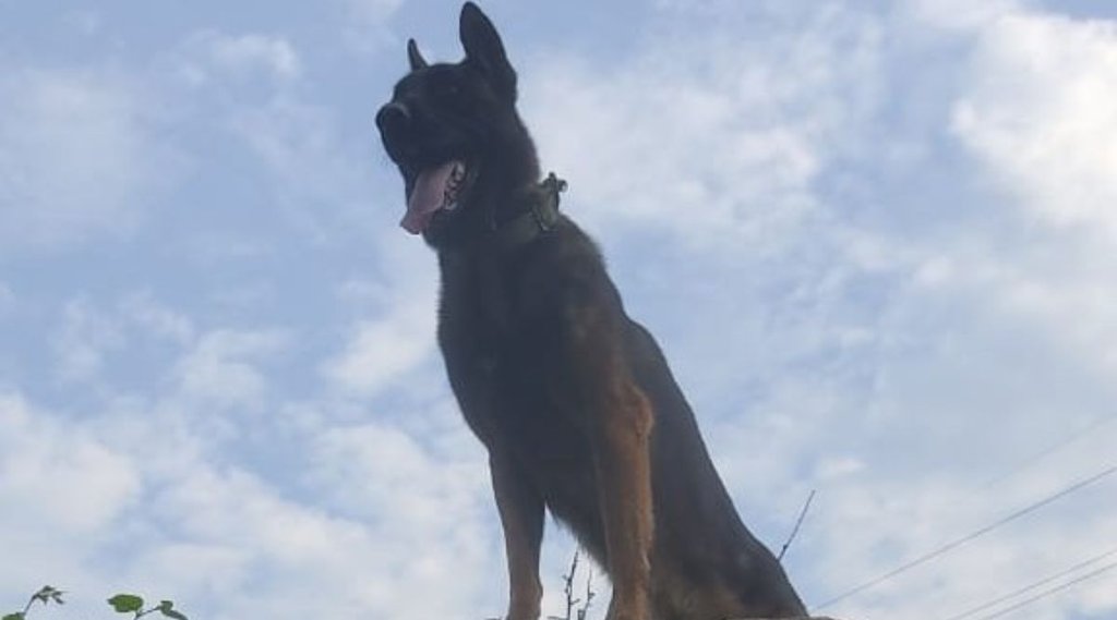dog zoom| indian army| jammu kashmir