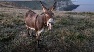donkeys | dogs | Pakistan-China