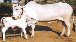 gopashtami puja vidhi, gopashtami kab he