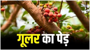 root of gular, benefits of goolar root