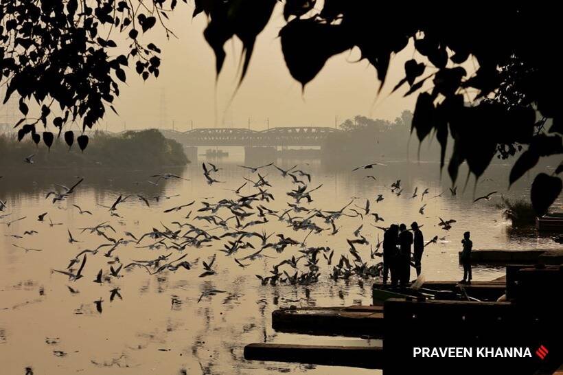 यह राष्ट्रीय राजधानी के लिए सीजन का पहला दिन है, जब एक्यूआई मानक से नीचे गिरा। इस तस्वीर में मंगलवार को नई दिल्ली में यमुना नदी के तट पर प्रवासी पक्षियां नजर आ रहे हैं।(Express photo by Praveen Khanna)