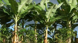 benefits of root of kela, kele ka ped