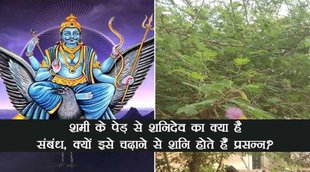shani ki jad ke benefits, shami and shani ki jad
