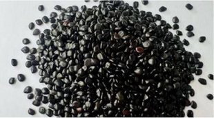 Benefits of Chaksu, Benefits of Chaksu Seeds, Chaksu Seeds