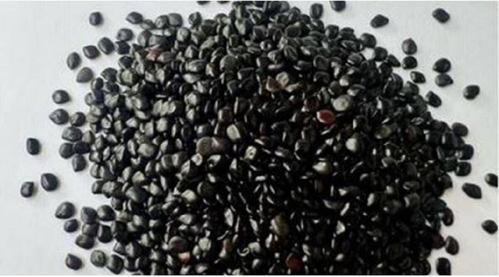 Benefits of Chaksu, Benefits of Chaksu Seeds, Chaksu Seeds