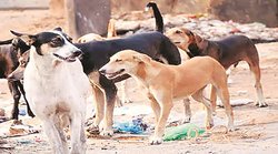 Delhi : कुत्तों के काटने से ही हुई थी बच्चों की मौत, पोस्टमार्टम रिपोर्ट में हुआ खुलासा, मां बोली- अब यहां नहीं रहना चाहते