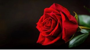 Flower Astrology, गुलाब का फूल