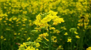Agriculture