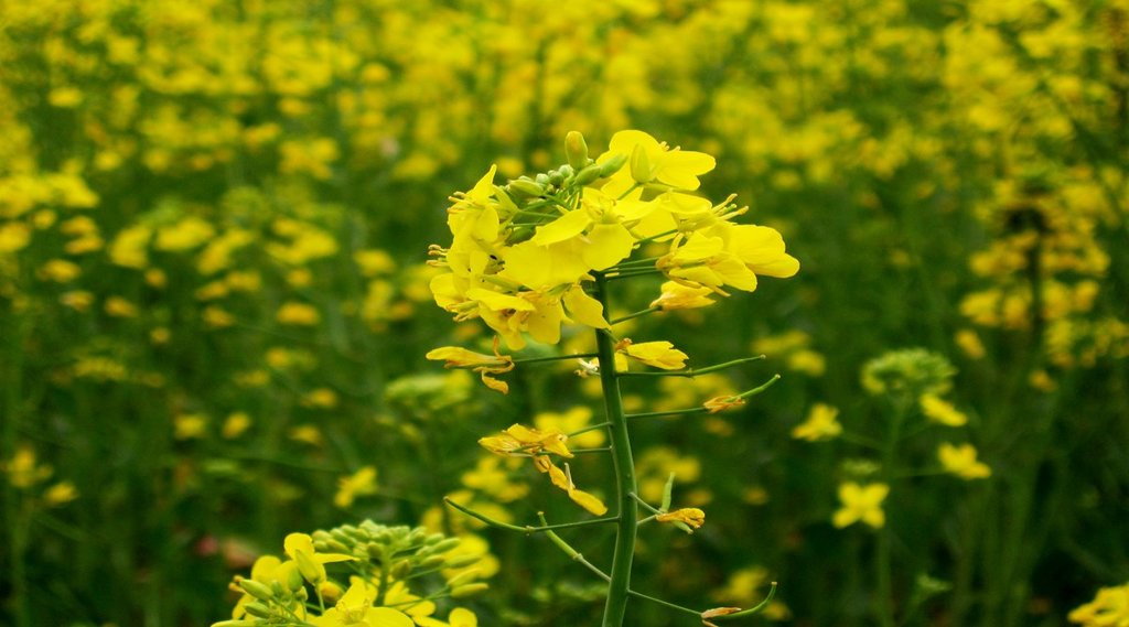 Agriculture