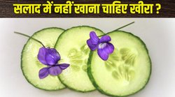 Health alert: खाने के साथ सलाद में नहीं खाना चाहिए खीरा, एक्सपर्ट से जानिए क्यों