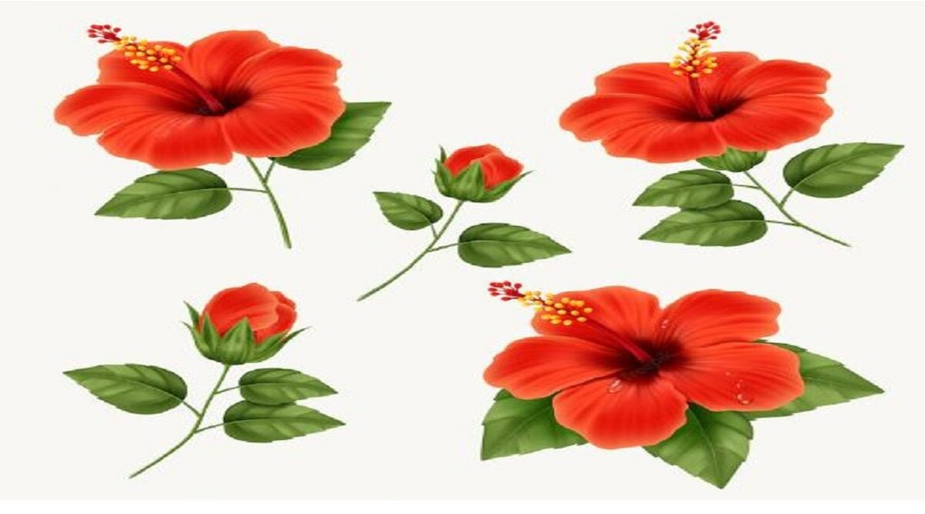 Importance of Hibiscus flower in astrology, Importance of Hibiscus flower, Importance of Hibiscus flower