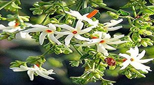 Importance of Shwetark Plant in Astrology, Shwetark Plant importance, Importance of Shwetark Plant in Vastu Shastra Importance of Harsingar plant