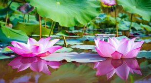 Importance of Lotus Flower in Astrology, Importance of Lotus Flower, Lotus Flower