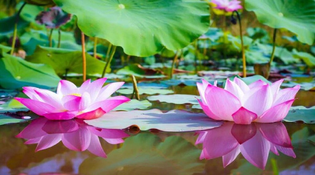 Importance of Lotus Flower in Astrology, Importance of Lotus Flower, Lotus Flower