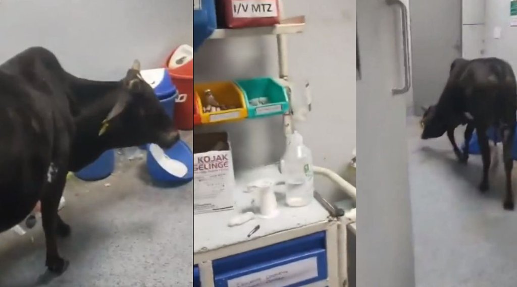 Madhya Pradesh Cow in ICU, MP News