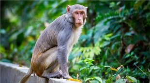 Monkey