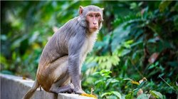 Police vs Monkeys in UP: पीलीभीत में बंदर भगाने में जुटी यूपी पुलिस, पीआरडी जवानों का वीडियो वायरल