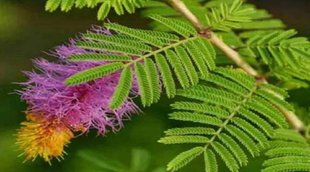 Shami Plant Importance in Vastu Shastra, Shami Plant Importance in Astrology, Shami Plant Importance Astrology