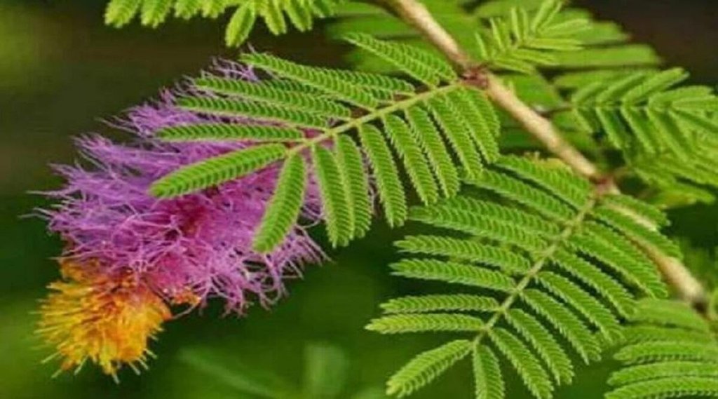 Shami Plant Importance in Vastu Shastra, Shami Plant Importance in Astrology, Shami Plant Importance Astrology