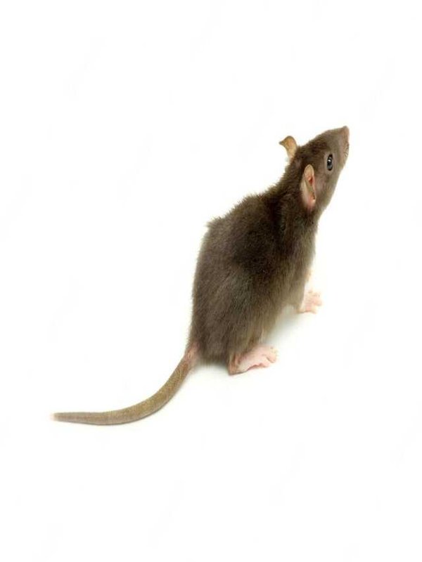 TIPS TO GET RID OF RAT