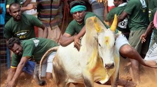 jallikattu | supreme court | Tamilnadu | Maharashtra