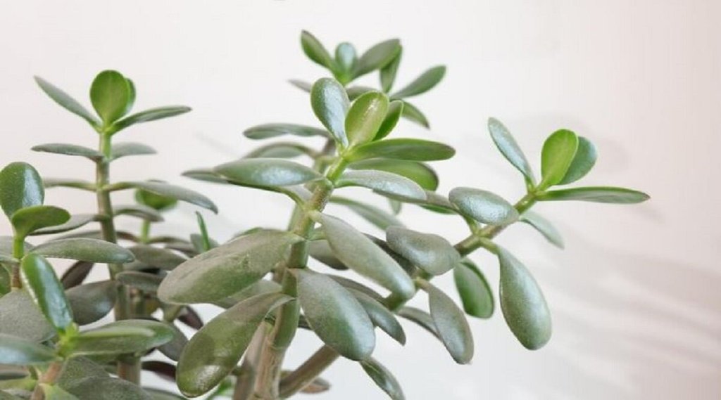 Benefits of Crassula Plant, Importance of Bamboo Plant, Importance of Tulsi plant