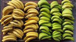 Blood Sugar Diet: डायबिटीज मरीजों को क्यों नाश्ते में हल्का कच्चा केला खाना चाहिए? जानिये