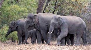 wildlife