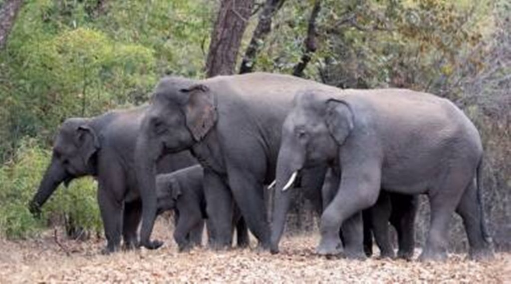 wildlife
