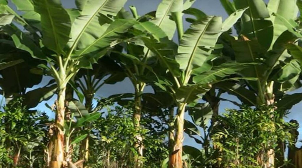 vastu tips, kele ka ped