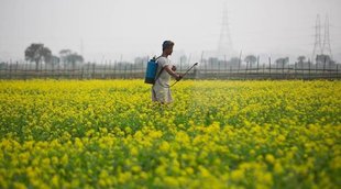 agriculture
