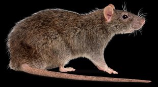 rat death complaint