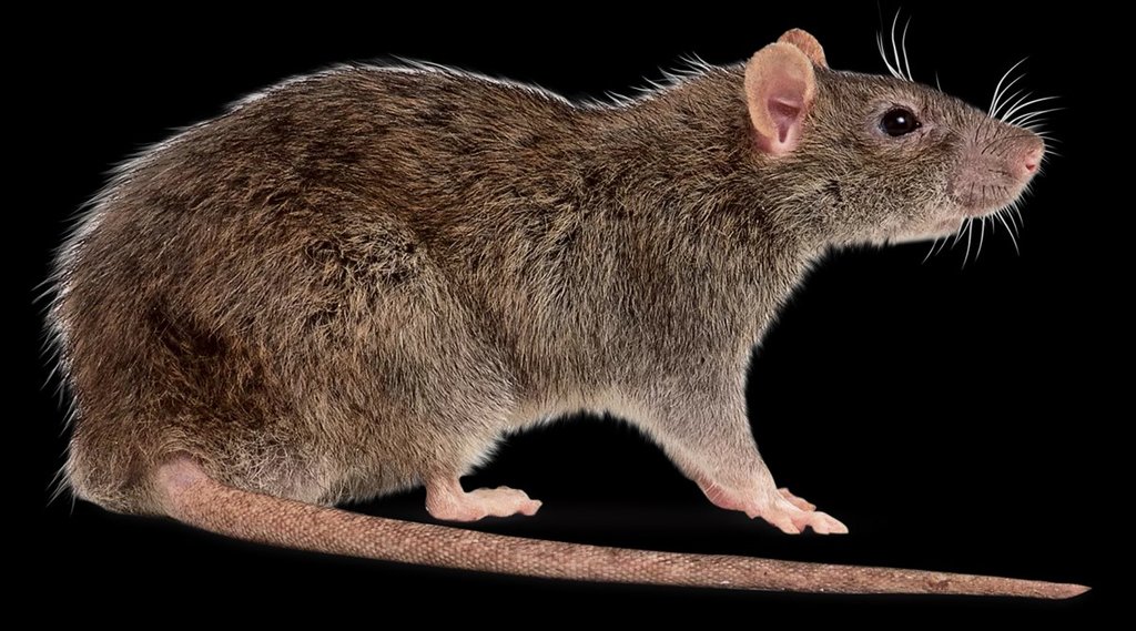rat death complaint