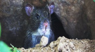 rats consumed over 581 kg marijuana, mathura police, mathura police malkhana report submit court
