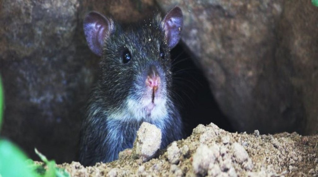 rats consumed over 581 kg marijuana, mathura police, mathura police malkhana report submit court