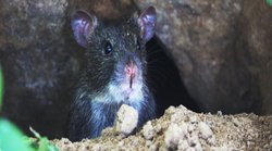 UP: मथुरा के दो थानों में रखा 581 किलो गांजा चूहों ने किया साफ, अदालत में दिया जवाब- चूहे छोटे साइज के, पुलिस से नहीं डरते