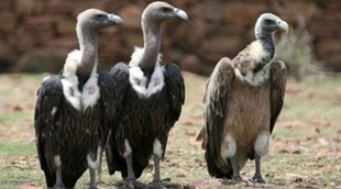 wild life Bird