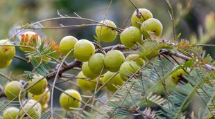 Amla Benefits, amla for skin, skin care tips