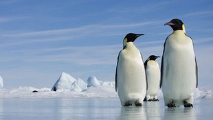Antarctica Global warming