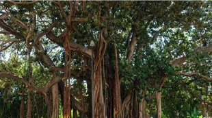 vastu tips, vastu tips hindi, banyan tree remedy