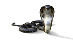 Kiss कर रही थी लड़की तो सांप ने मुंह पर ही कर दिया हमला, मौजूद लोगों की निकल गई चीख