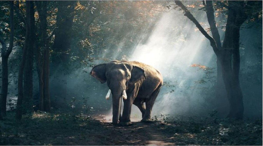 Dream Interpretation, elephant Dream Interpretation, swapan shastra