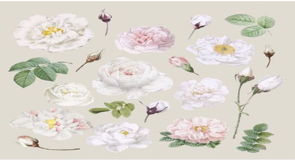 Flower Astrology, importance of white flower in puja, white flower importance