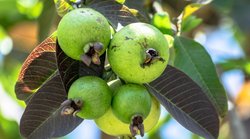 Guava For Cholesterol: खराब कोलेस्ट्रॉल को कम करता है अमरूद, नसों की सफाई के लिए माना जाता है वरदान