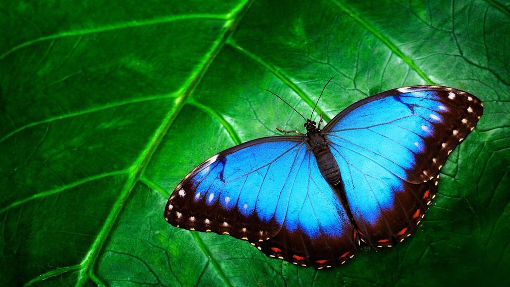 Insect on earth Insect on earth