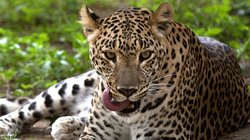 Greater Noida की अजनारा ले गार्डन सोसाइटी में दिखा तेंदुआ, पुलिस और वन विभाग की टीम मौके पर