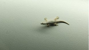 Lizard Astro Tips,Astro Tips, Astro Tips Hindi