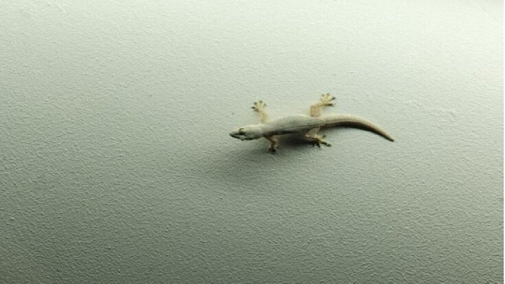 Lizard Astro Tips,Astro Tips, Astro Tips Hindi