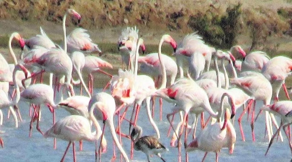 Russia Ukraine crisis