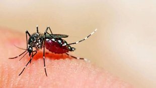 Mosquito disease
